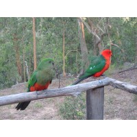 Австралийски кралски папагал