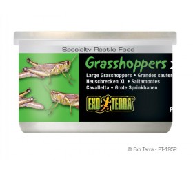 Exo Terra GRASSHOPPERS XL