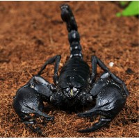 Азиатски скорпион