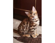Бенгалска 