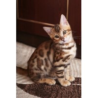 Бенгалска 