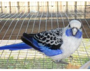 Пенантова розела Пенантова розела