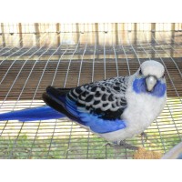 Пенантова розела