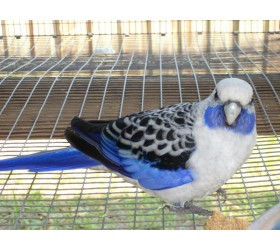 Пенантова розела