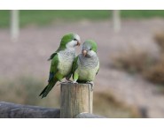 Монах Монах