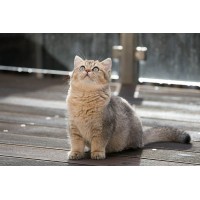 Британска късокосместа Британска късокосместа
