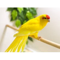 Какарики