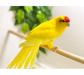 Какарики