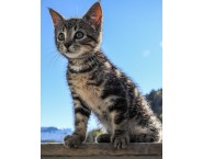 Късокосместо коте