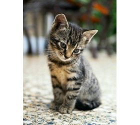 Късокосместо коте