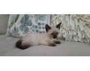 Сиамска Сиамска