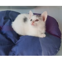 Късокосместо коте