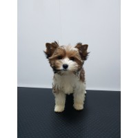 Бивър териер Бивър териер