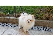 Померан Померан