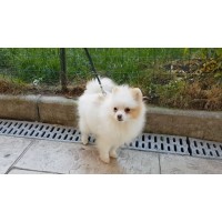 Померан Померан