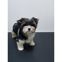 Бивър териер Бивър териер