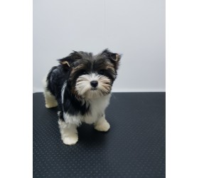 Бивър териер