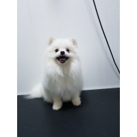 Померан Померан