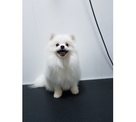 Померан Померан