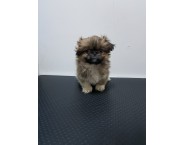 Пекинез Пекинез