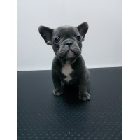 Френски булдог