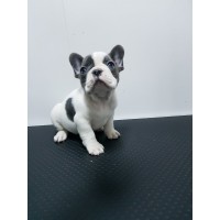 Френски булдог