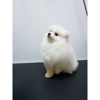 Немски мини шпиц Немски мини шпиц