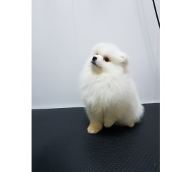 Немски мини шпиц Немски мини шпиц