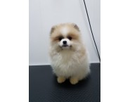 Немски мини шпиц Немски мини шпиц