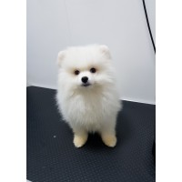 Немски мини шпиц Немски мини шпиц