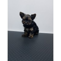 Мини Йоркширски териер