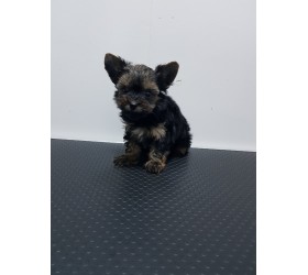 Мини Йоркширски териер