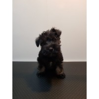 Мини шнауцер