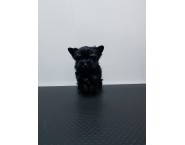 Мини Йоркширски териер