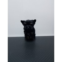 Мини Йоркширски териер