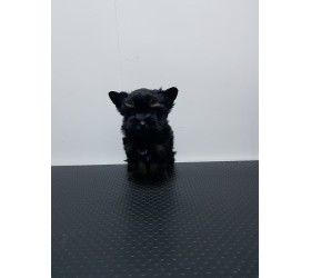 Мини Йоркширски териер