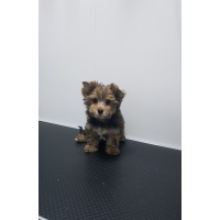 Йоркширски териер