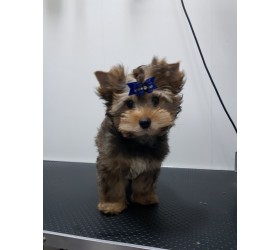 Йоркширски териер Йоркширски териер