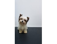 Мини Бивър териер