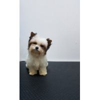 Мини Бивър териер Мини Бивър териер