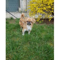 Пекинез Пекинез