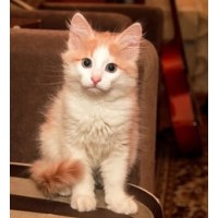 Турска ангора Турска ангора