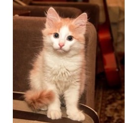 Турска ангора